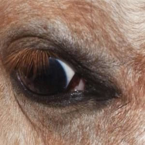 Meet your Posher, Sunny