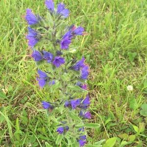 Meet your Posher, Jeanette