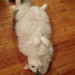 Meet your Posher, Jackelyn