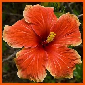 Meet your Posher, Susie