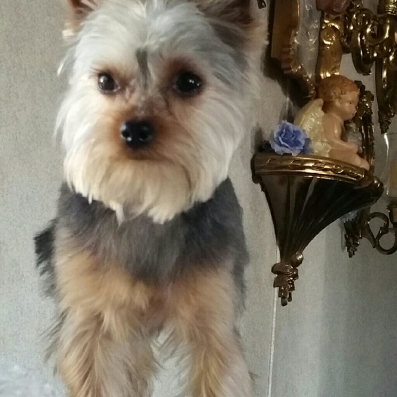 Zues,the newest edition.