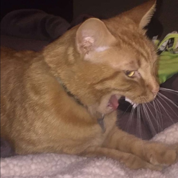 Meet your Posher, Brienn - Picture 1 of 1