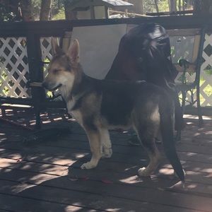 Meet your Posher, Neisy