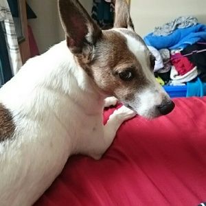 Meet your Posher, Ariel