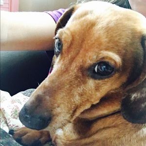 Meet your Posher, Abby