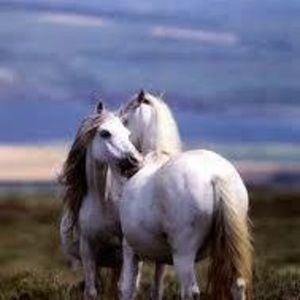 Meet your Posher, Deedee