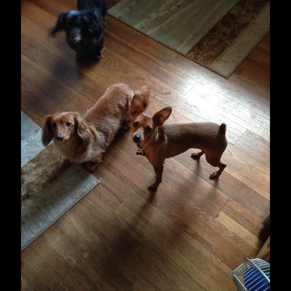 Meet your Posher, Gloria - Picture 2 of 3