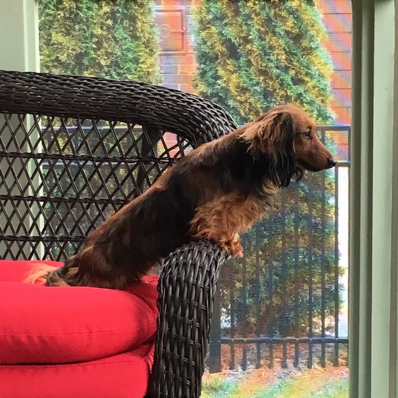 Meet your Posher, Gloria - Picture 3 of 3