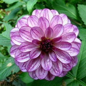 Meet your Posher, Gwen