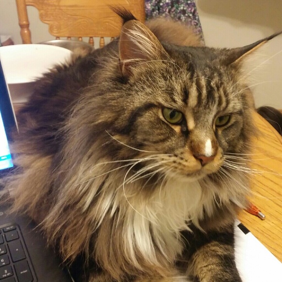 Meet your Posher, Deb - Picture 1 of 1