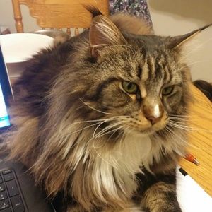 Meet your Posher, Deb