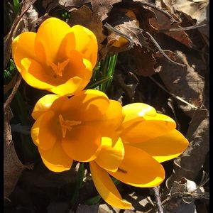 Meet your Posher, Anna