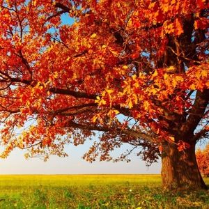 Meet your Posher, Solana