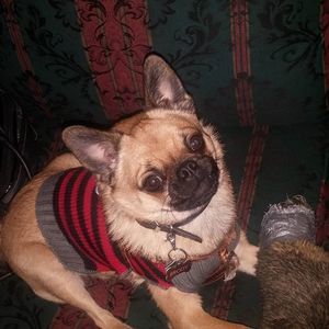 Meet your Posher, Sandy