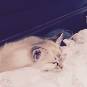 Meet your Posher, Abby