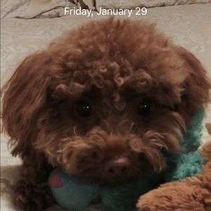 Meet your Posher, Laura