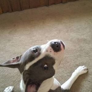 Meet your Posher, Skie