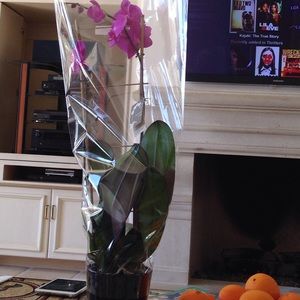 Meet your Posher, Tina