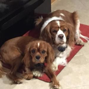 Meet your Posher, Missy