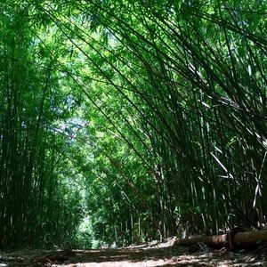 Meet your Posher, Gavina