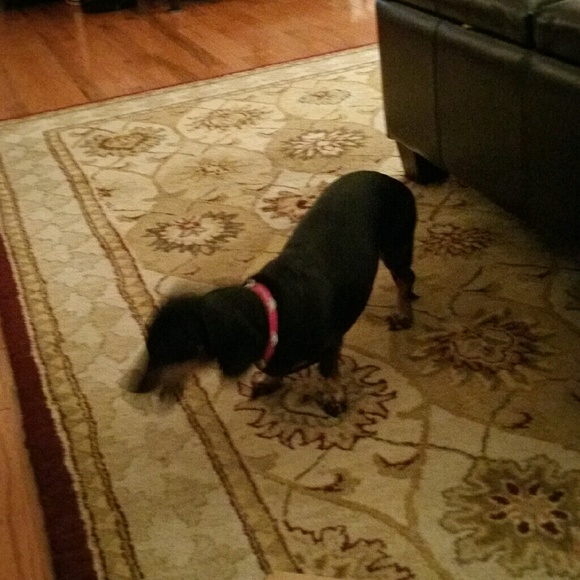 Meet your Posher, Patsy - Picture 1 of 1