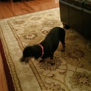 Meet your Posher, Patsy