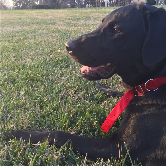 Meet your Posher, Kaleb - Picture 1 of 1