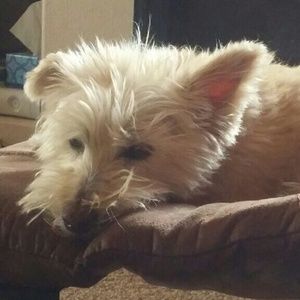 Meet your Posher, Maggie