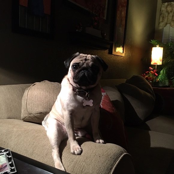 Meet your Posher, Darlene