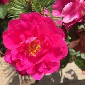 Meet your Posher, Sonja