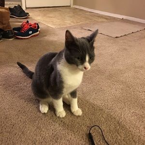 Meet your Posher, Wenlin