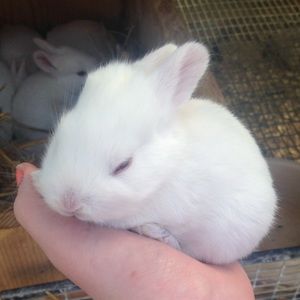 Meet your Posher, Grace