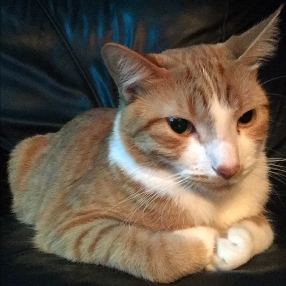 Meet your Posher, Roxanne - Picture 2 of 3