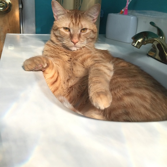 Meet your Posher, Roxanne - Picture 3 of 3