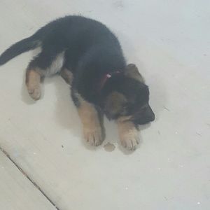 Meet your Posher, Dora