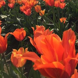 Meet your Posher, Kris