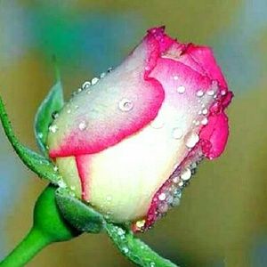 Meet your Posher, Dinah