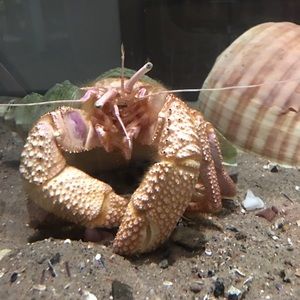 Meet your Posher, Glenys