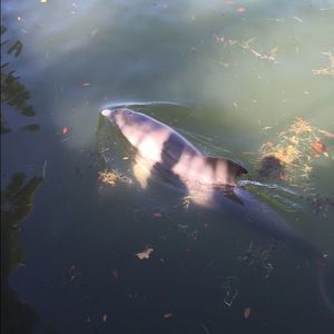 Meet your Posher, Dennise