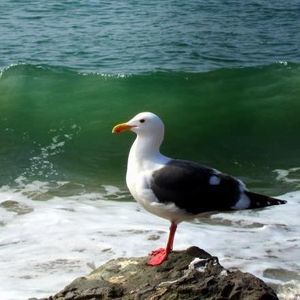 Meet your Posher, Wanda