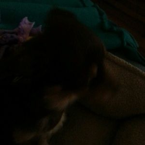 Meet your Posher, Sheila