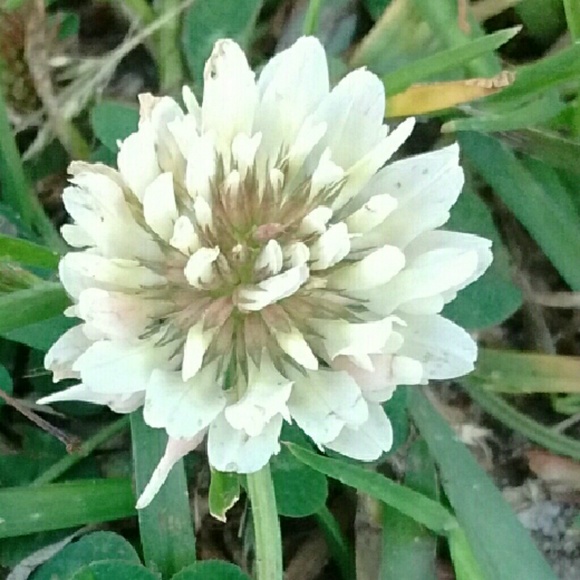 Meet your Posher, Latrice - Picture 2 of 2