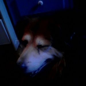 Meet your Posher, Barbara