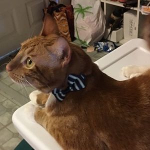 Meet your Posher, Lisa