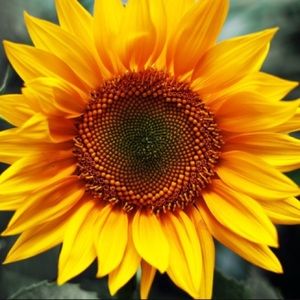 Meet your Posher, Alli