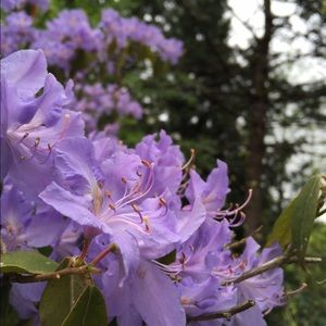 Meet your Posher, Cassie