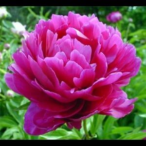 Meet your Posher, Julia