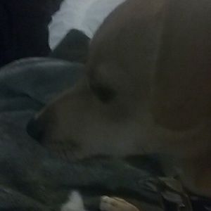 Meet your Posher, Lilly