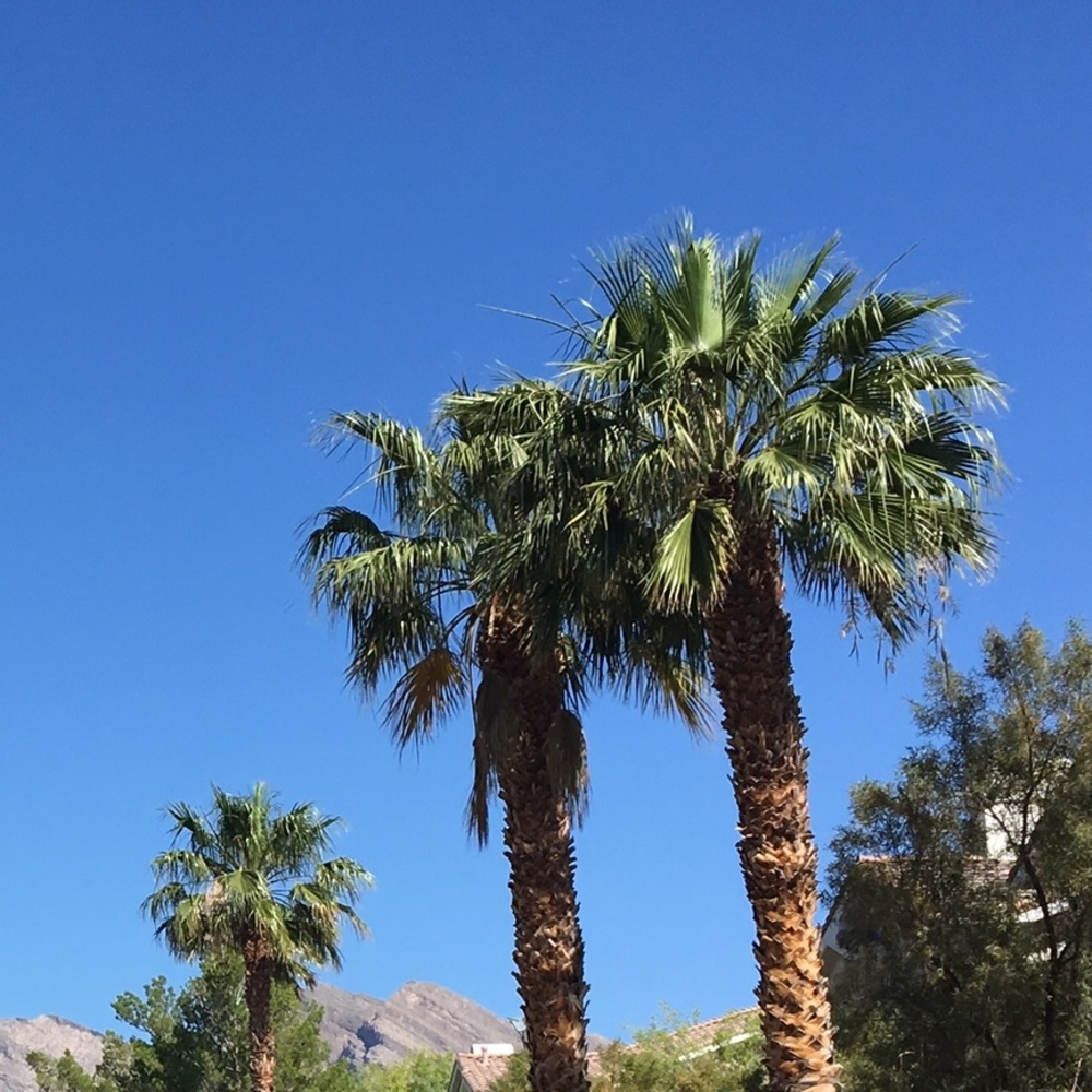 Meet your Posher, Molly