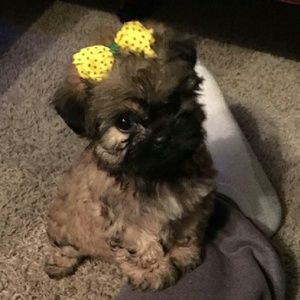 Meet your Posher, Annette